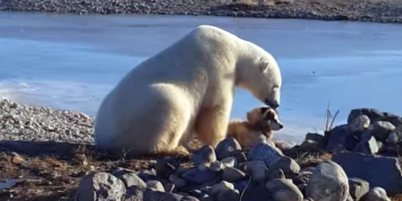 El oso y el perro