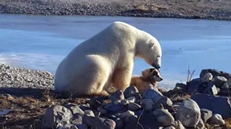 El oso y el perro